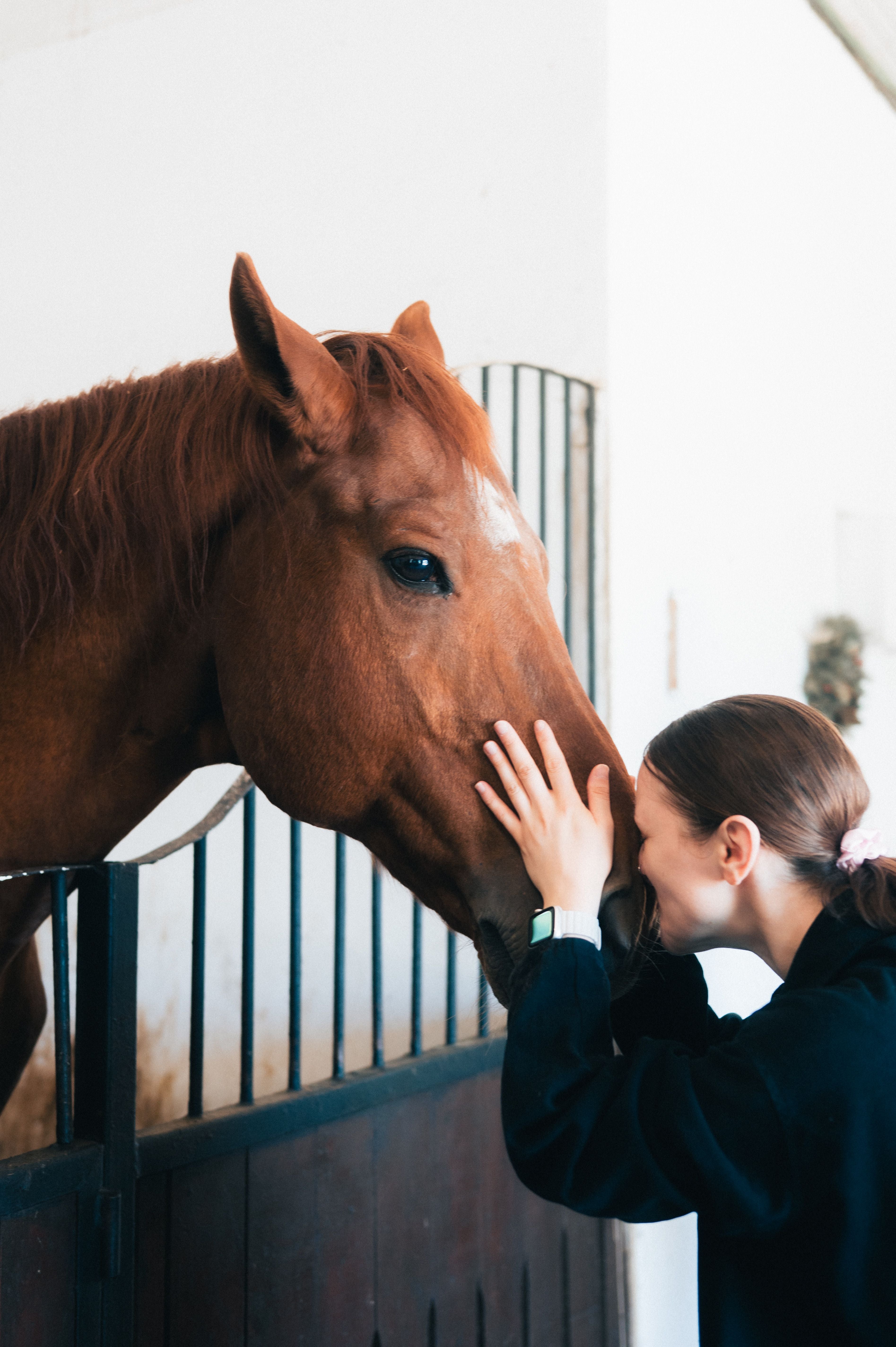 Horses care
