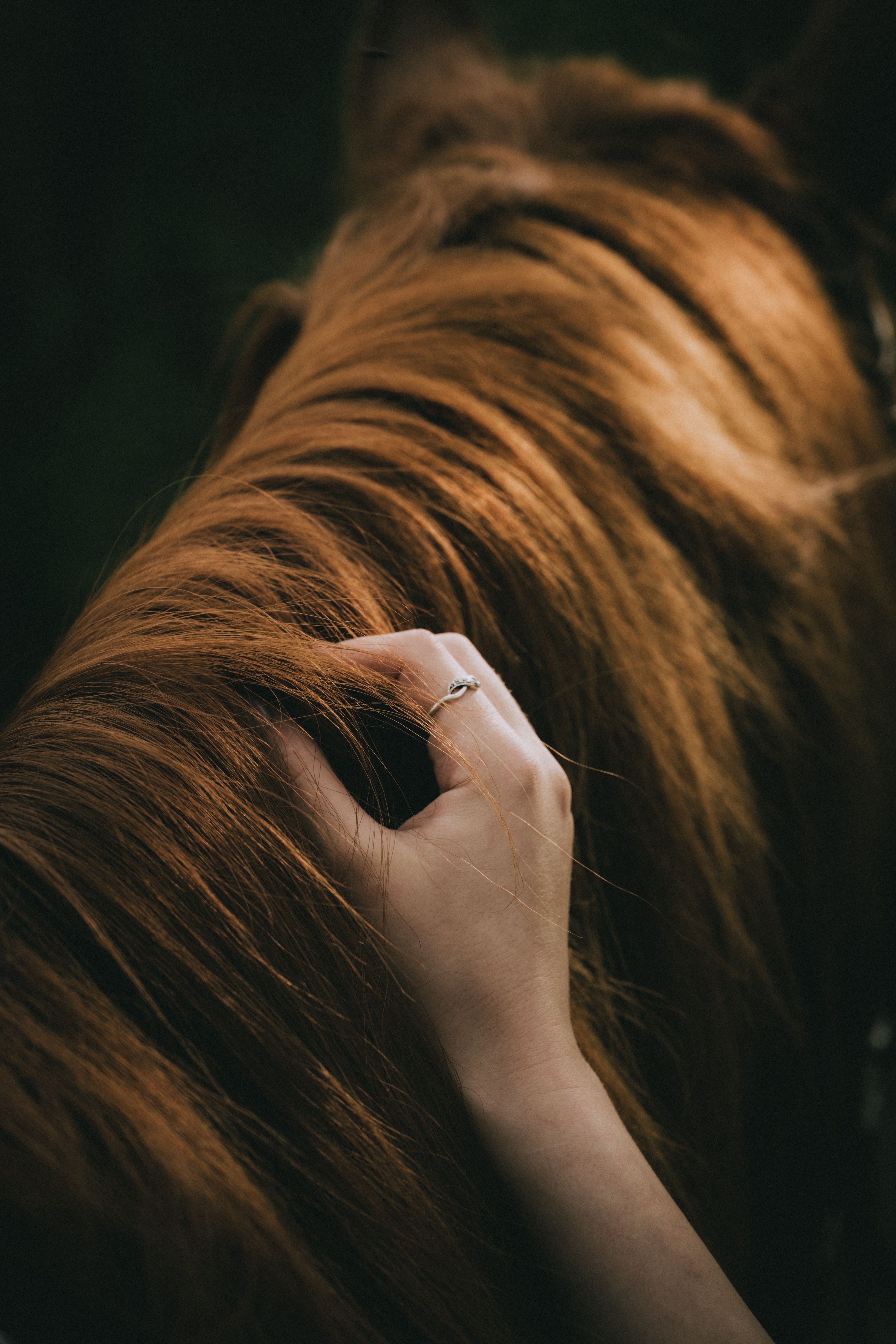 Horse Protections