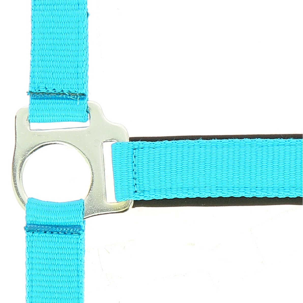 Halter Norton