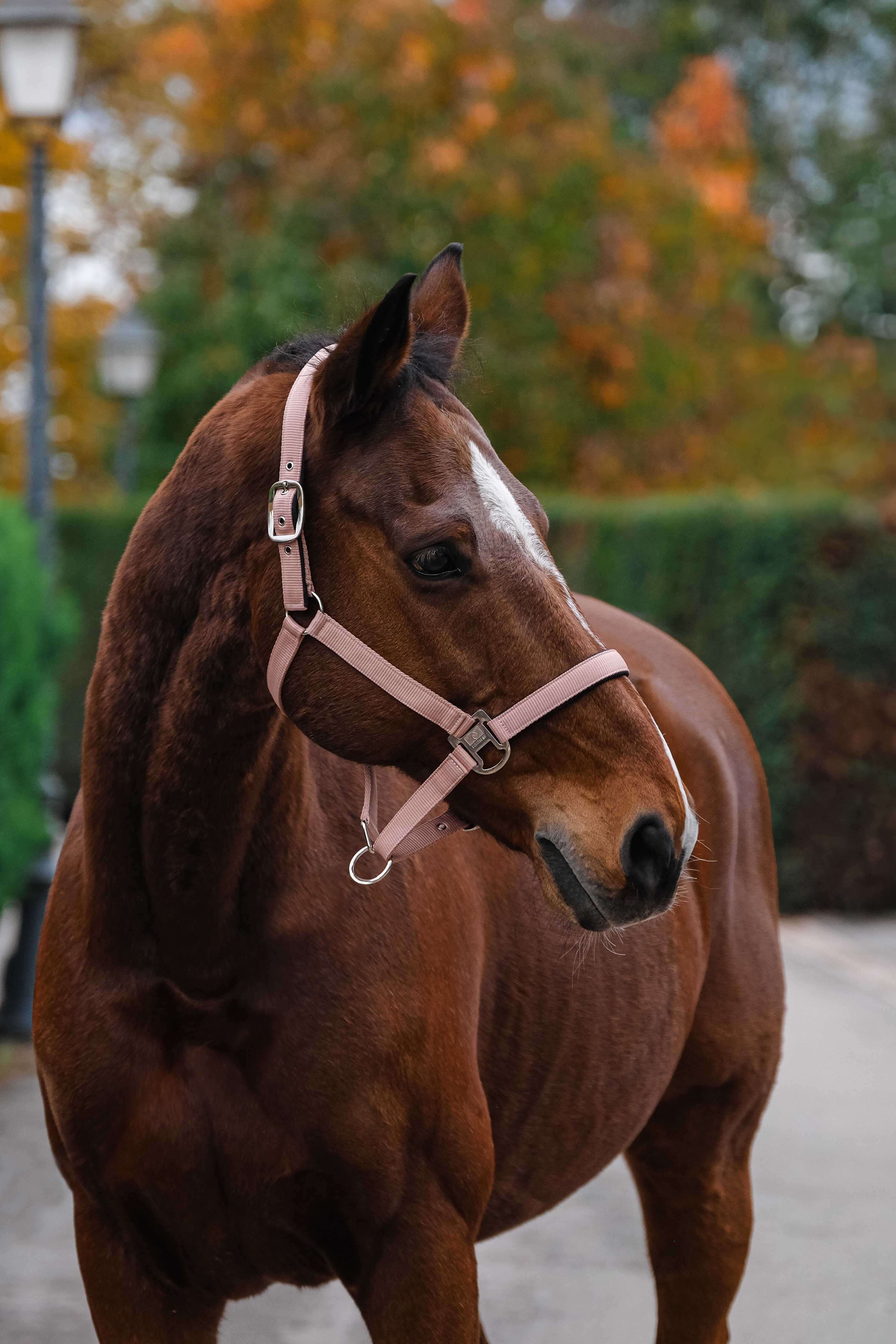 Spring Nylon Halter