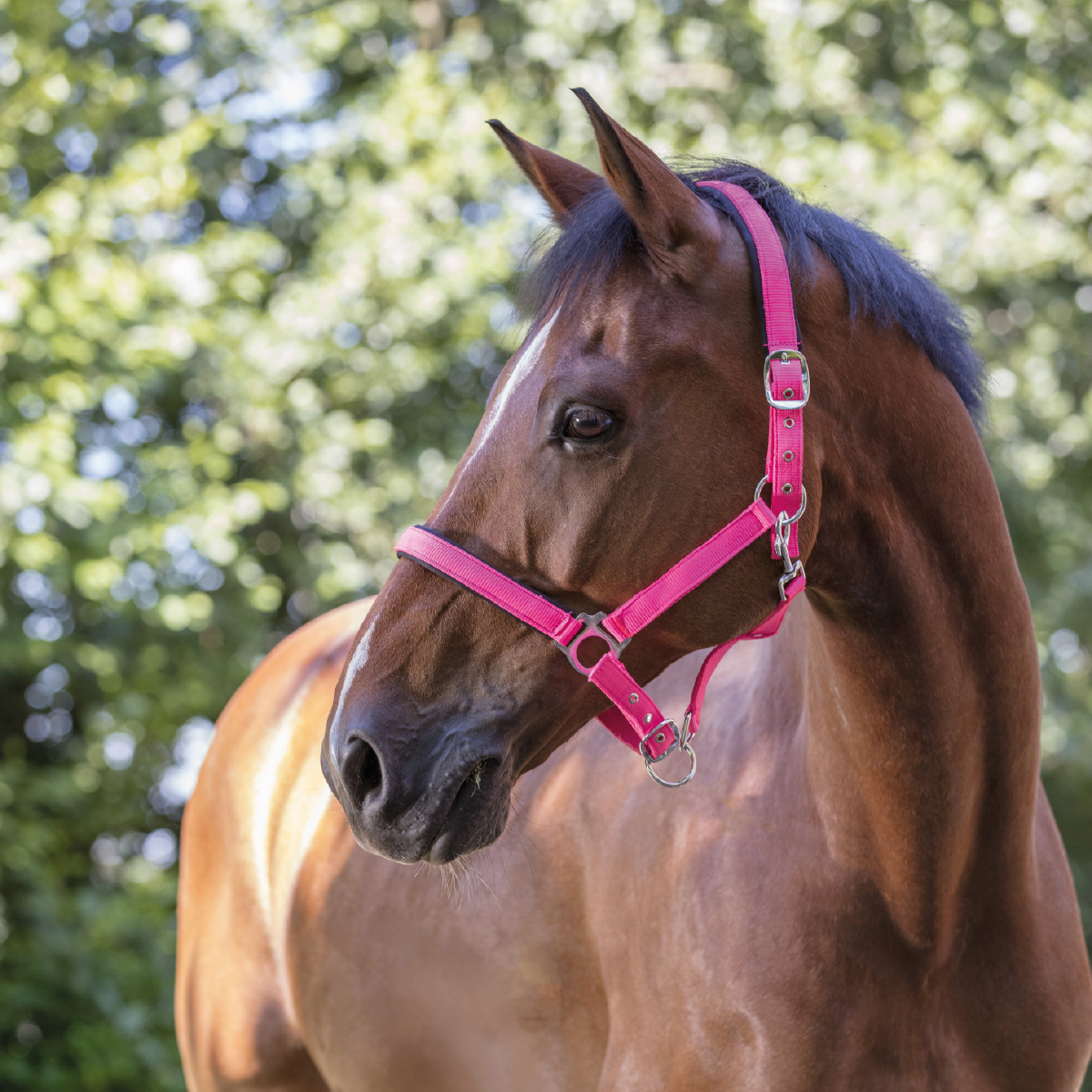 Halter Norton