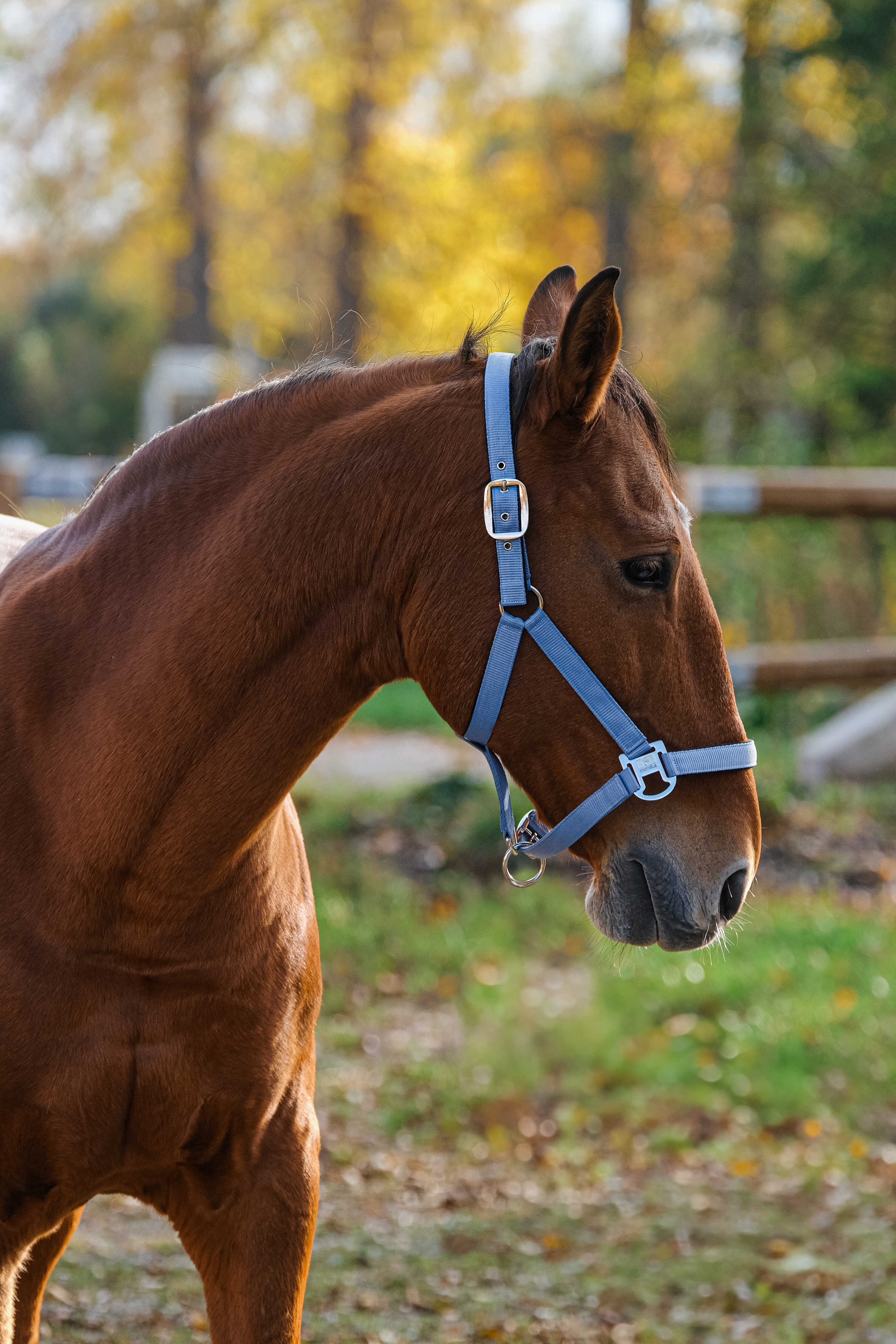 Spring Nylon Halter