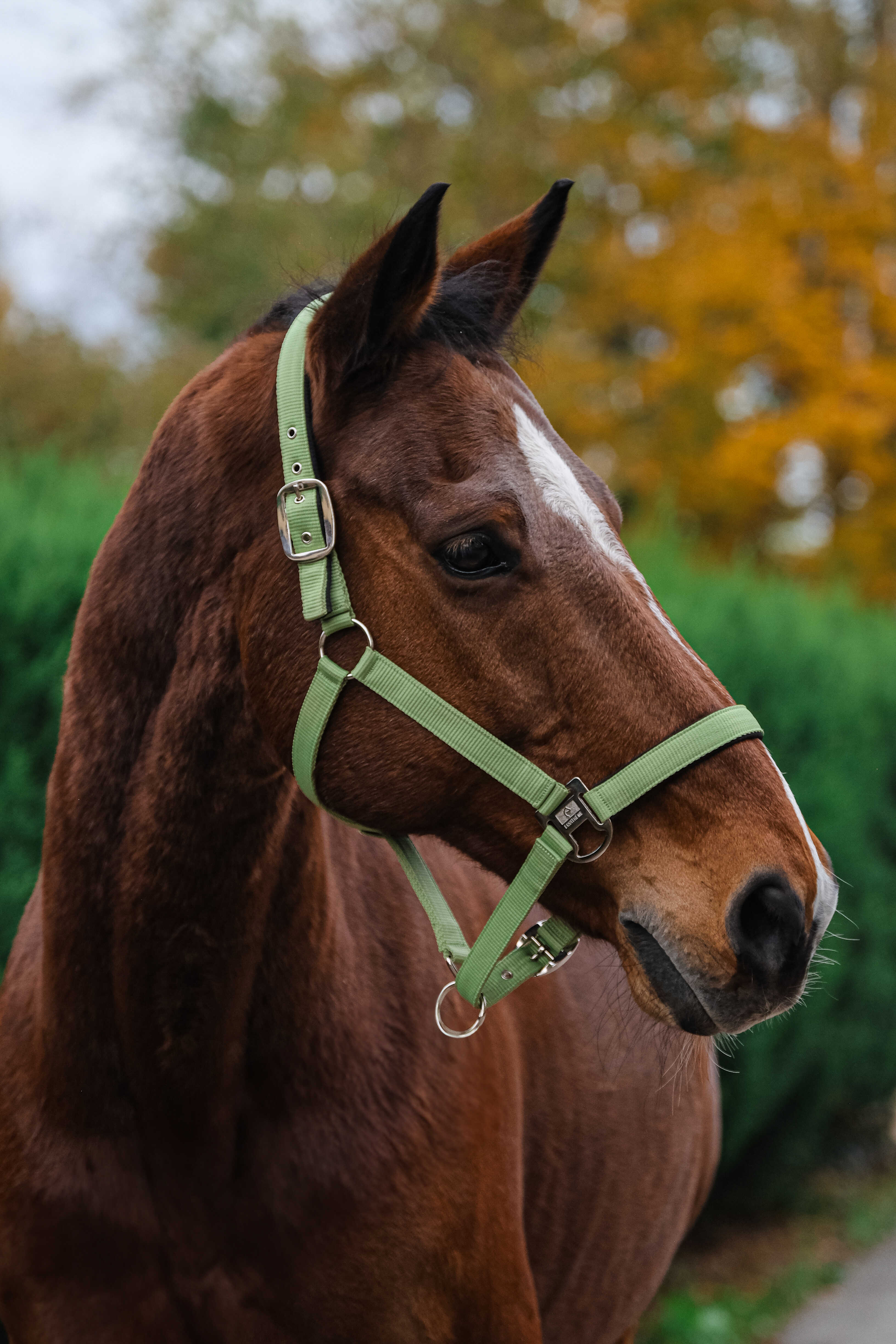Spring Nylon Halter