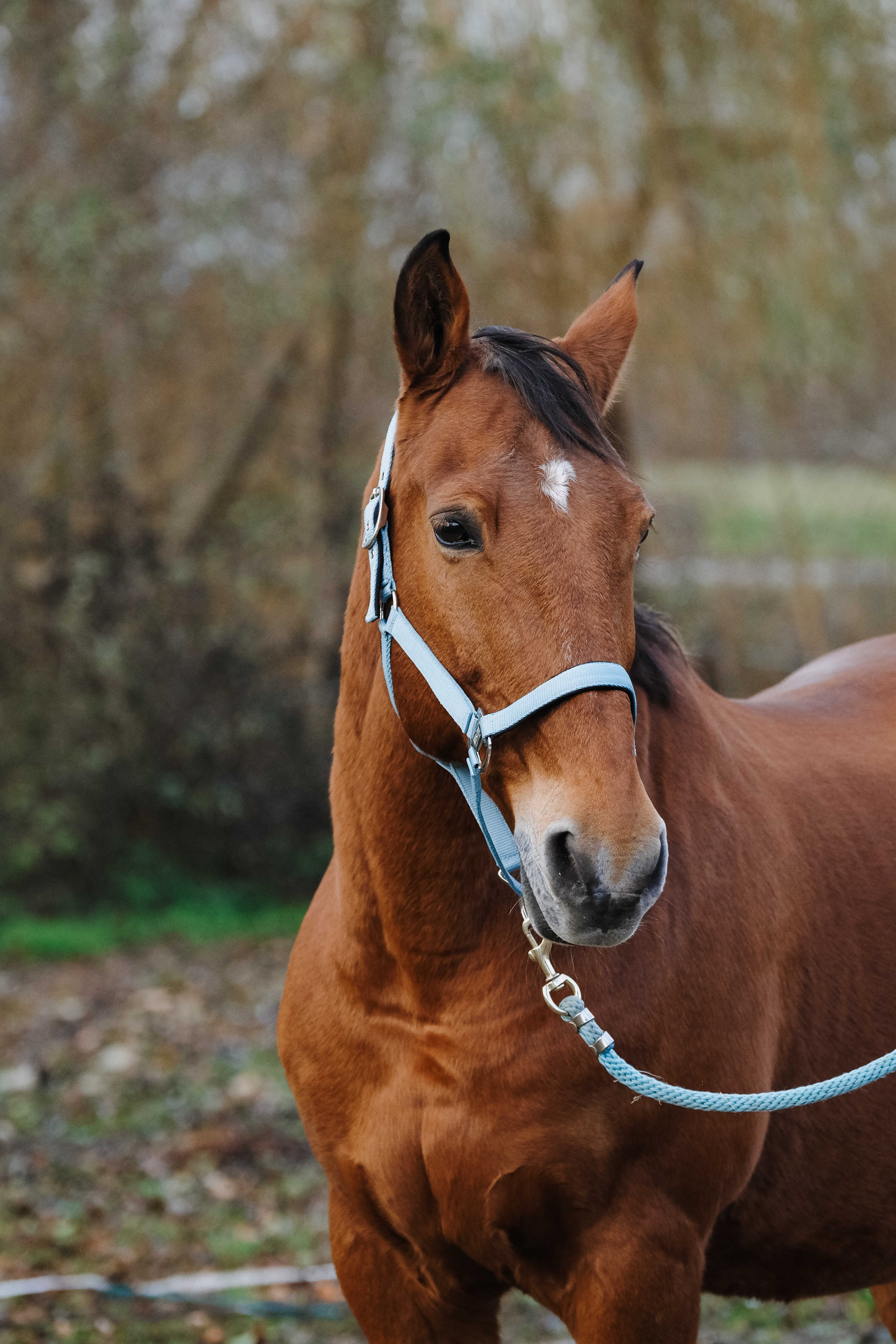 Spring Nylon Halter