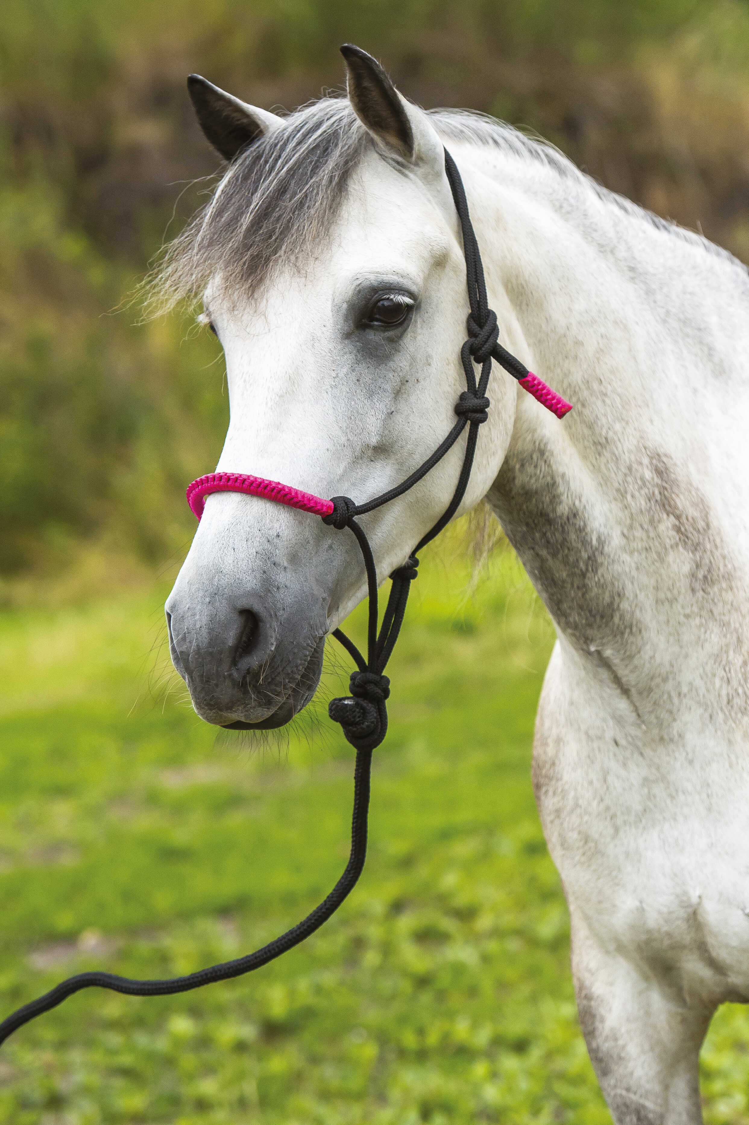 Fun Ethology Halter + Rope