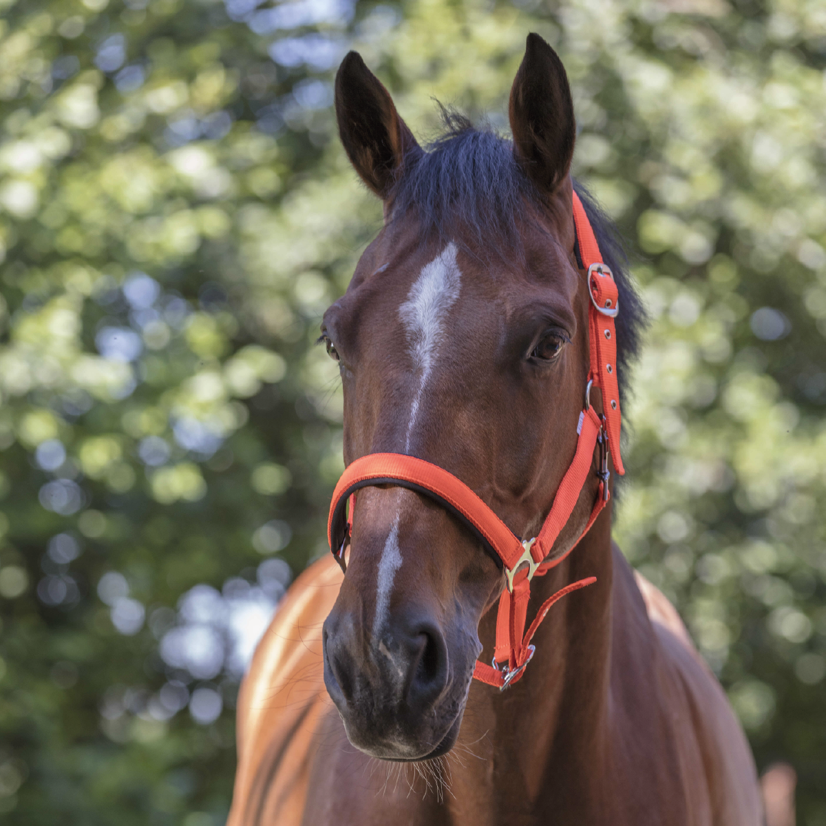 Halter Norton