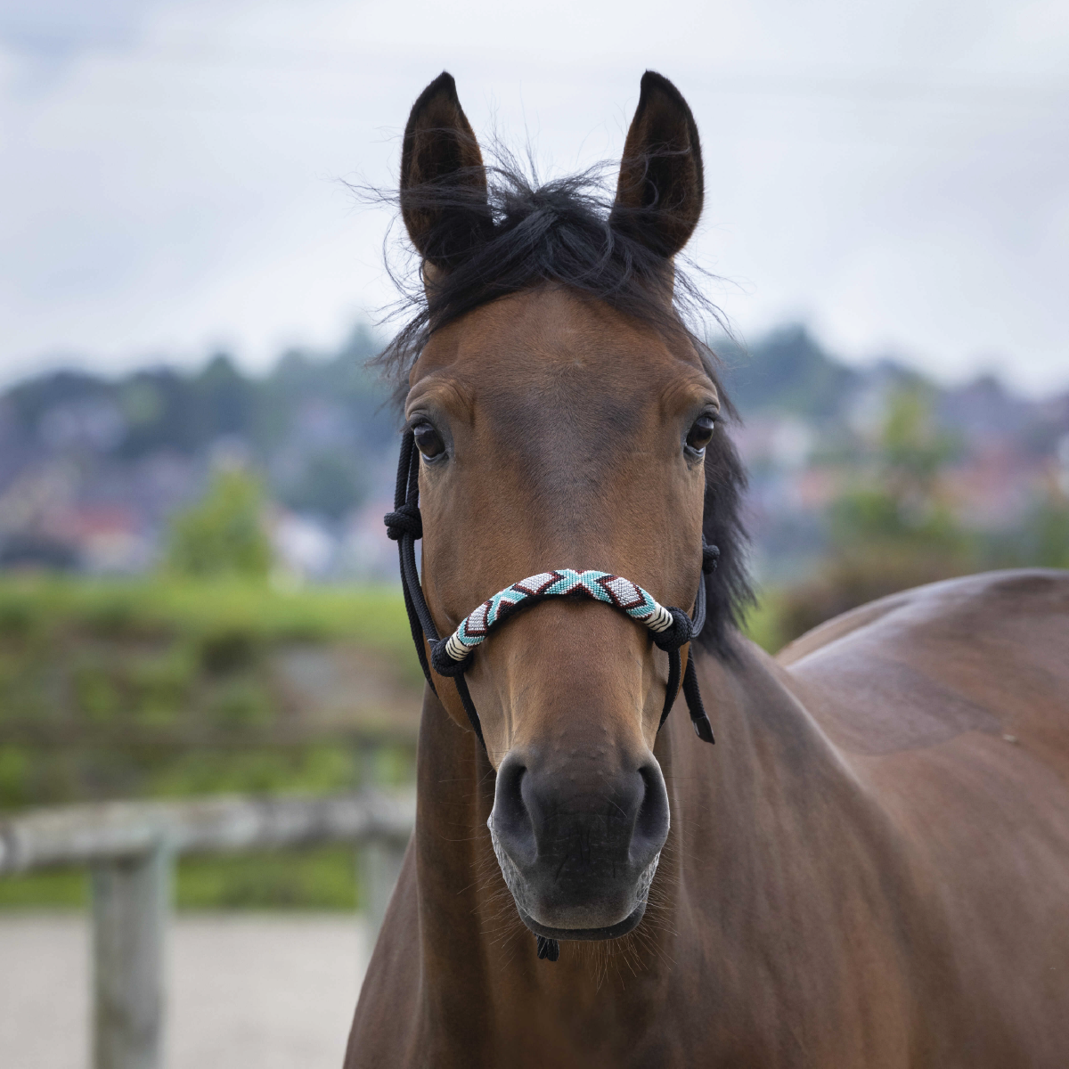 Ethology Halter Pearls + Rope