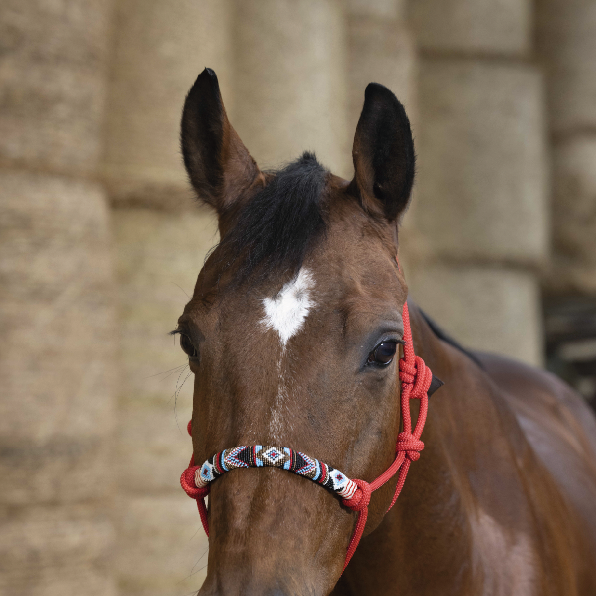 Ethology Halter Pearls + Rope