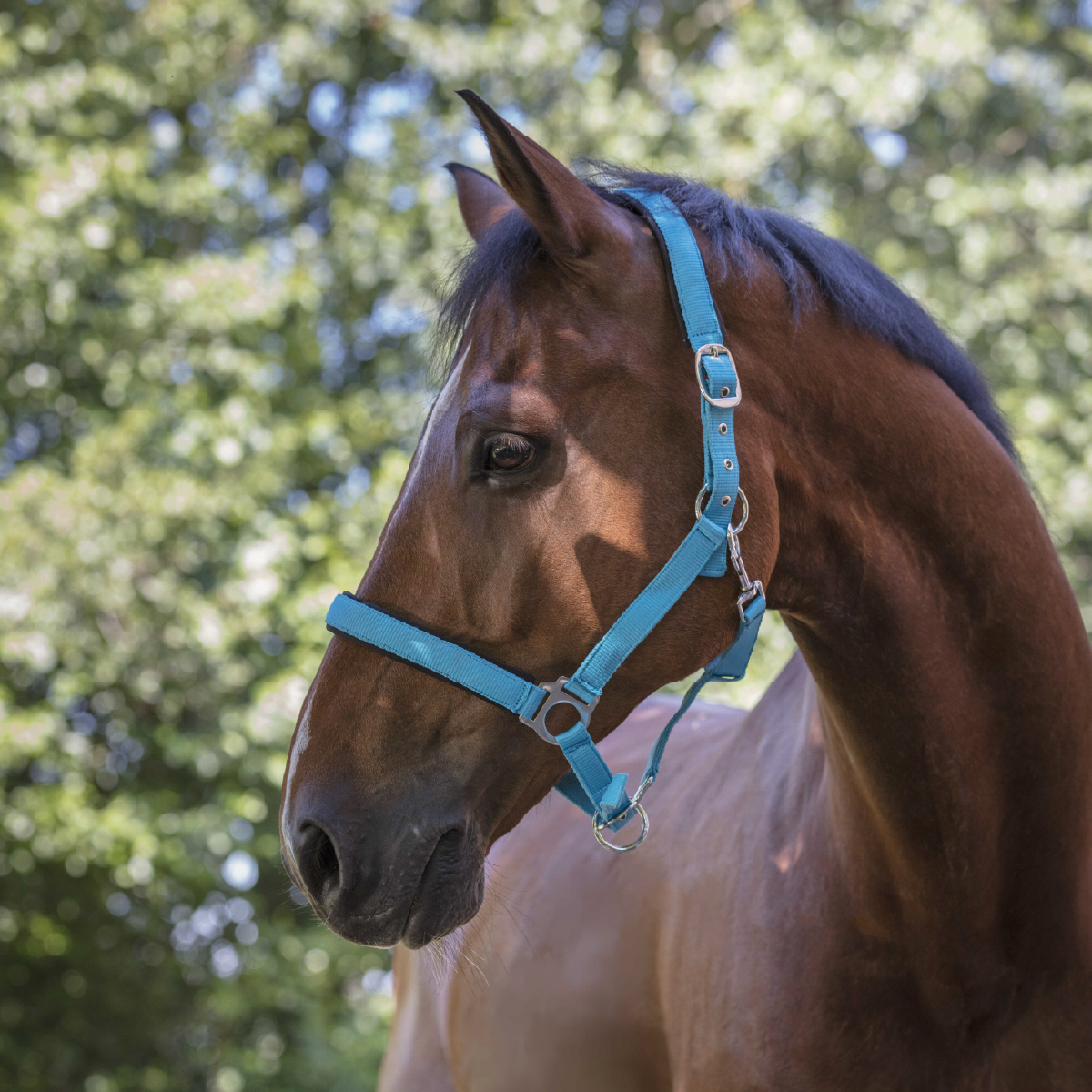 Halter Norton