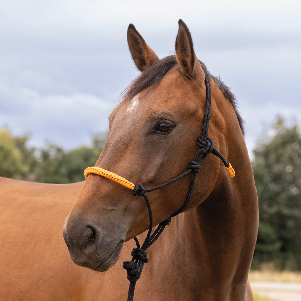 Fun Ethology Halter + Rope