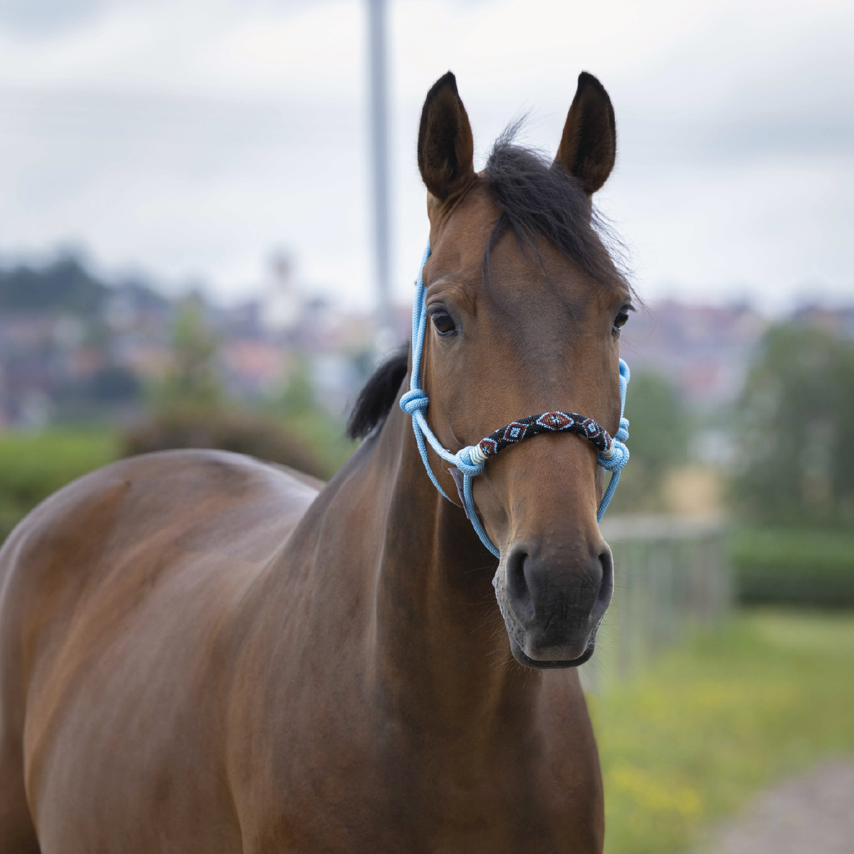 Ethology Halter Pearls + Rope